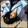  Volks HTDP Kyoto 10 Super Dollfie Graffti Soji Okita Romantic Glance Ver. SDGrB 